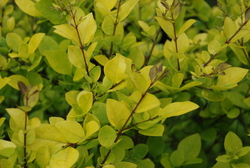 Berberis thunbergii 'Bogozam' — photo 5